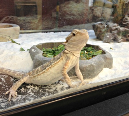 bearded dragon
