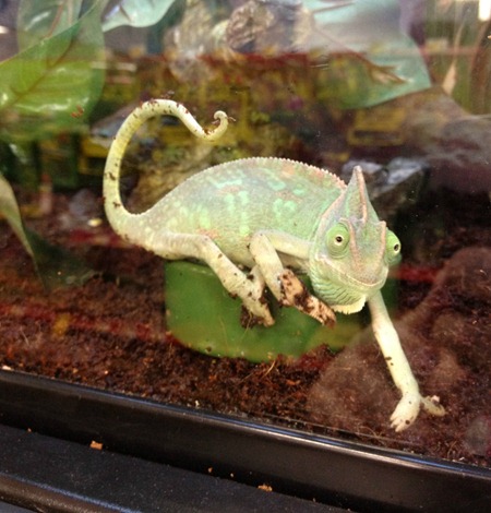 chameleon