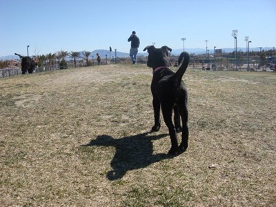 dog park dog park