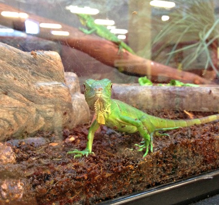 lizard pet store