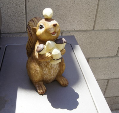 squirrel