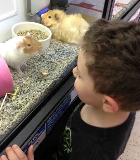 toddler pet store 4