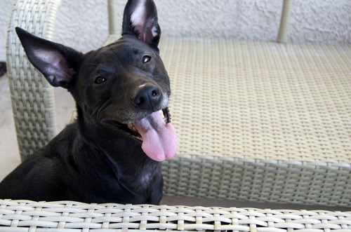 Happy Black Lab Happy Black Lab