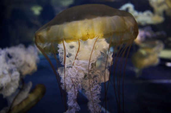 jellyfish wm