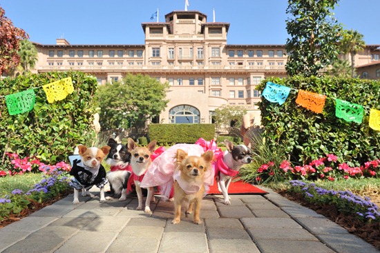 BEVERLY HILLS CHIHUAHUA 3 Scene 109 The pups arrive.