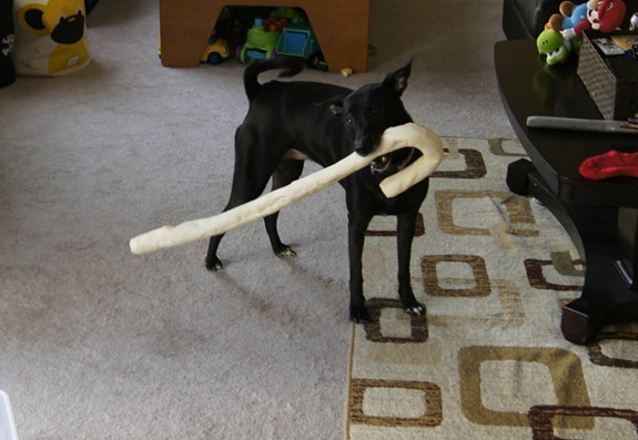 Bella bone