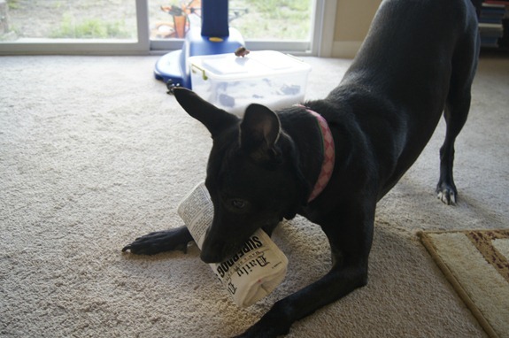 Bella newspaper