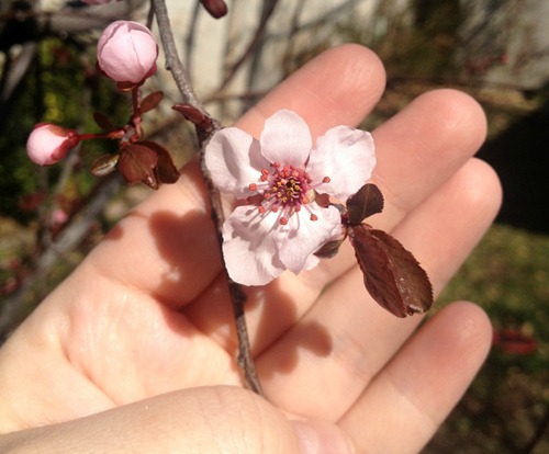 First cherry blossoms First cherry blossoms