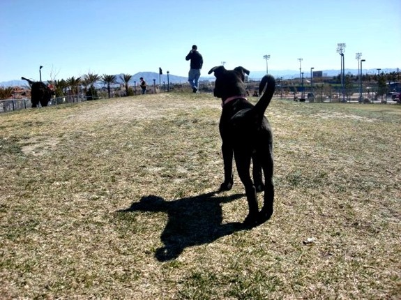 Cute black lab puppy at the dog park Cute black lab puppy at the dog park
