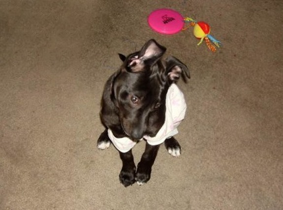 Cute black lab puppy in a sweater Cute black lab puppy in a sweater