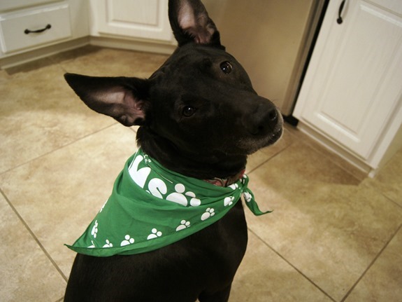 Cute black lab wearing IAMS bandana Cute black lab wearing IAMS bandana