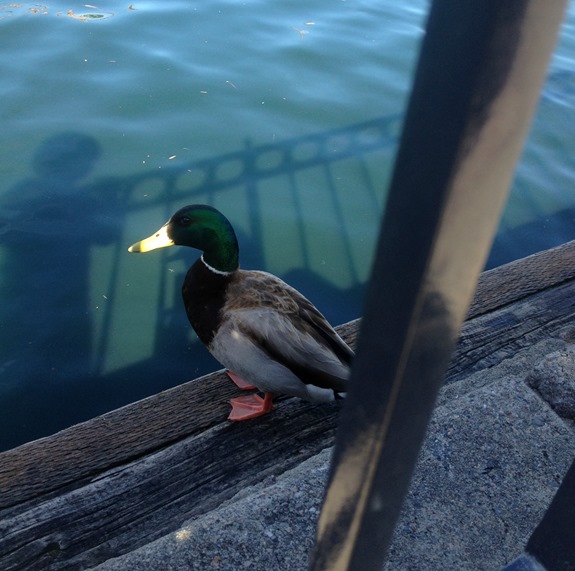 Ducks at Disneyland Ducks at Disneyland