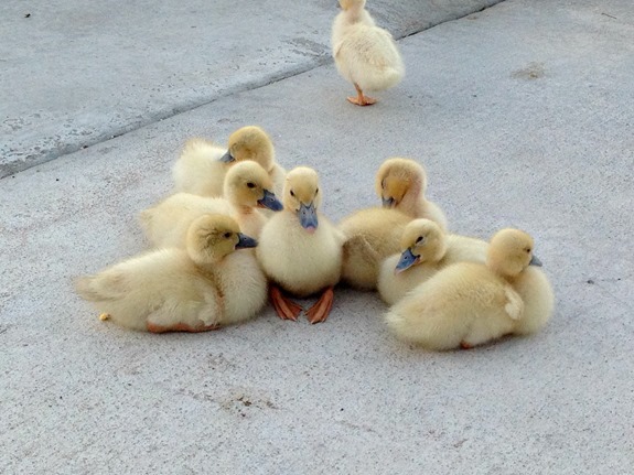 Baby ducklings Baby ducklings