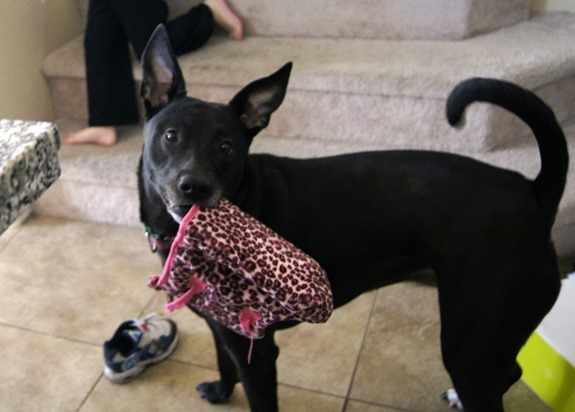 Dog with Purse Dog with Purse