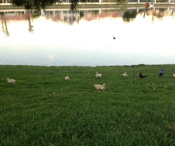 Family of baby ducks at Desert Shores Las Vegas Family of baby ducks at Desert Shores Las Vegas