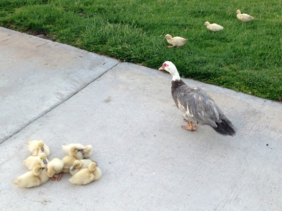 Mama Duck & her ducklings Mama Duck & her ducklings