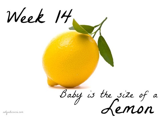 WEEK 14 BABY SIZE COMPARISON Archives- {Not Quite} Susie ...