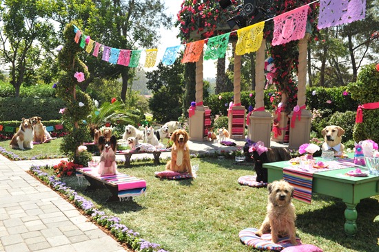 Beverly Hills Chihuahua 3 Quinceanera Scene