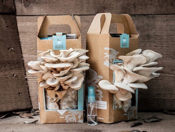 back to the roots mushroom kits