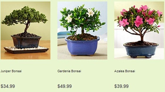 bonsai trees