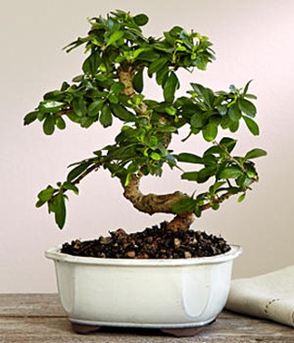 fukien tea bonsai