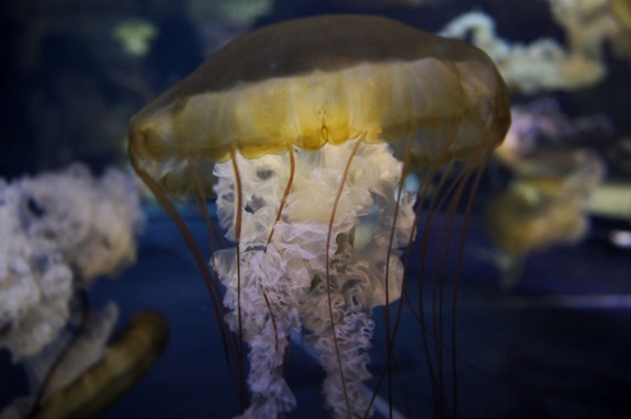 jellyfish wm