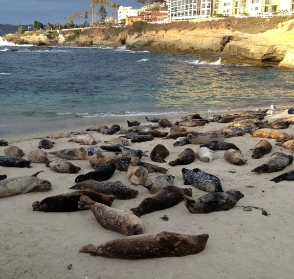 {Not Quite} Wordless Wednesday Seal Watching at La Jolla Children's