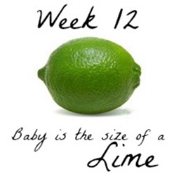 Week 11 Baby Size Comparison