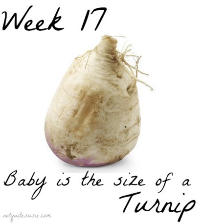 17 Weeks Baby Size Comparison Turnip