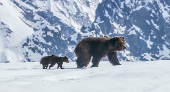 Disneynature Bears still