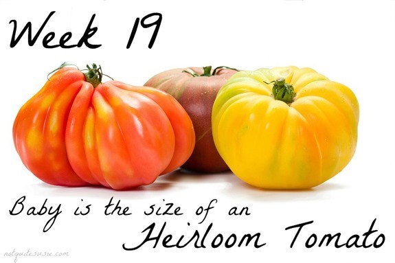Heirloom Tomato 19 Week Baby Size Comparison