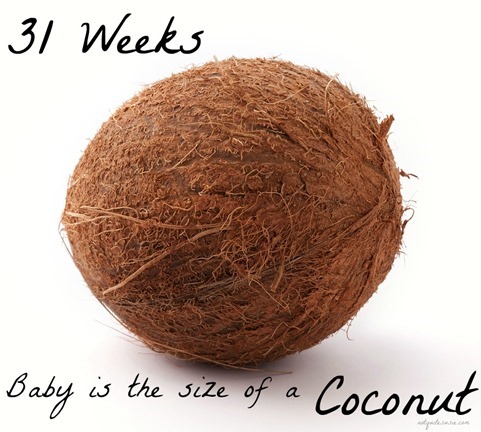 31 Week Baby Size Comparison