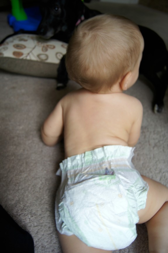 Zac Little Snugglers diapers