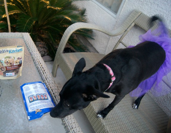 Bella inspecting her Canine Carry Outs #TrickOrTreatEm #shop