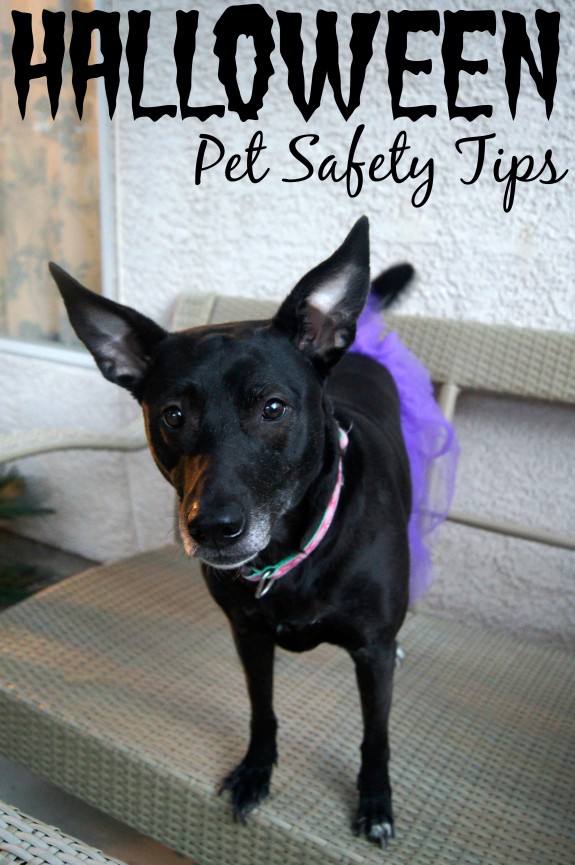 Halloween Pet Safety Tips #TrickOrTreatEm #shop