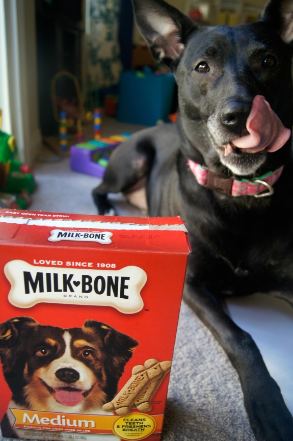 Bella Notte loves Milk-Bone!