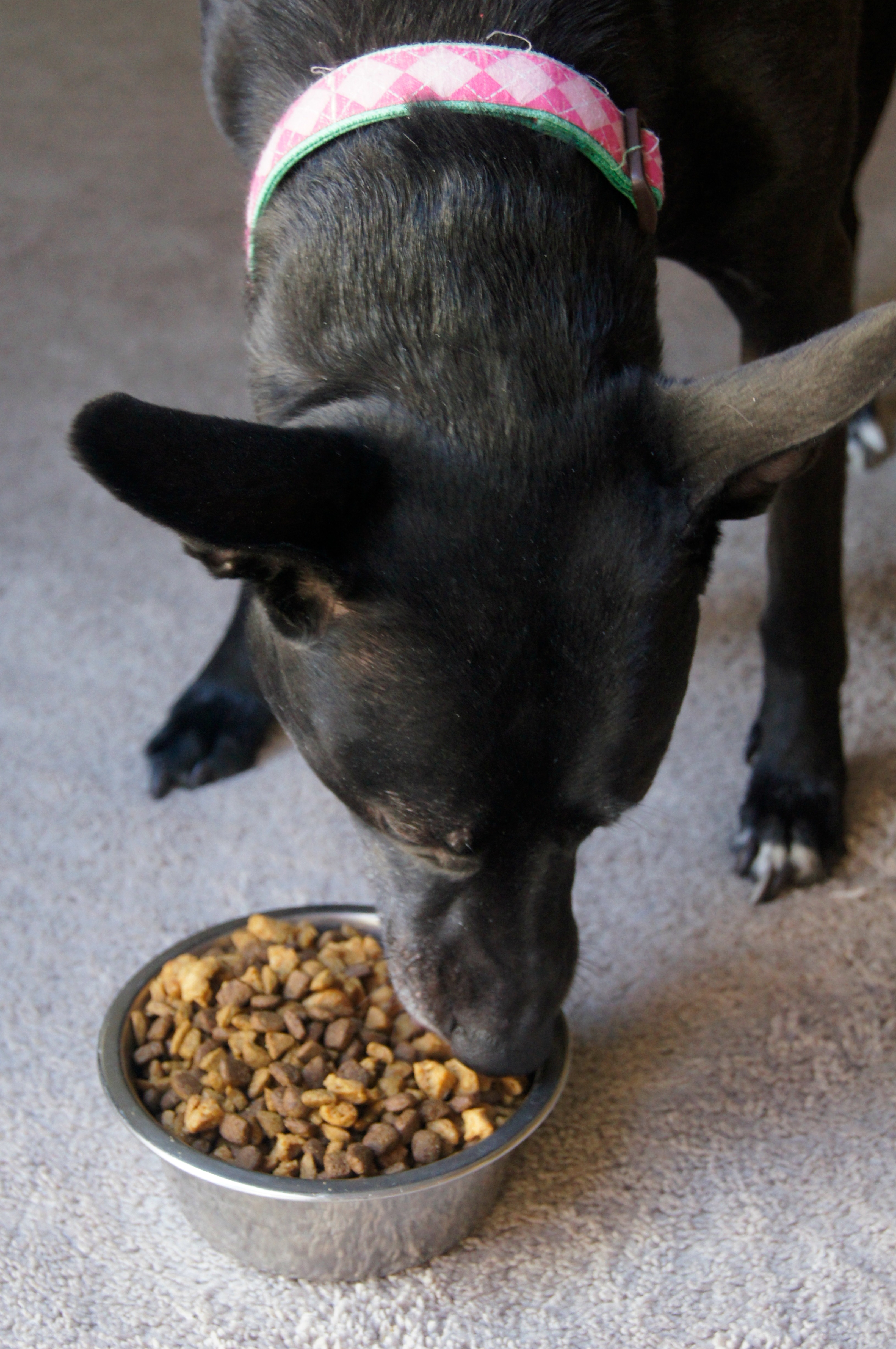 healthy dogs winter months eating keeping during dog tips keep