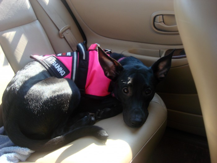 get my trained as a service 4 tips for traveling with dogs not quite susie homemaker get my trained as a service 4 tips for traveling with dogs not quite susie homemaker