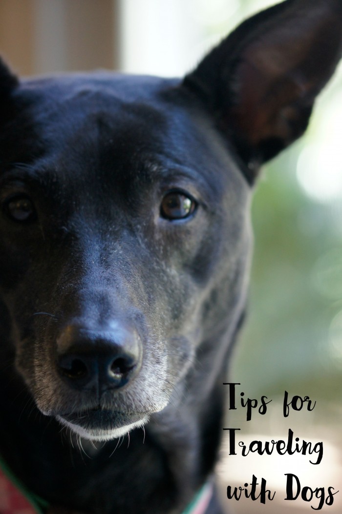 Tips for Traveling with Dogs