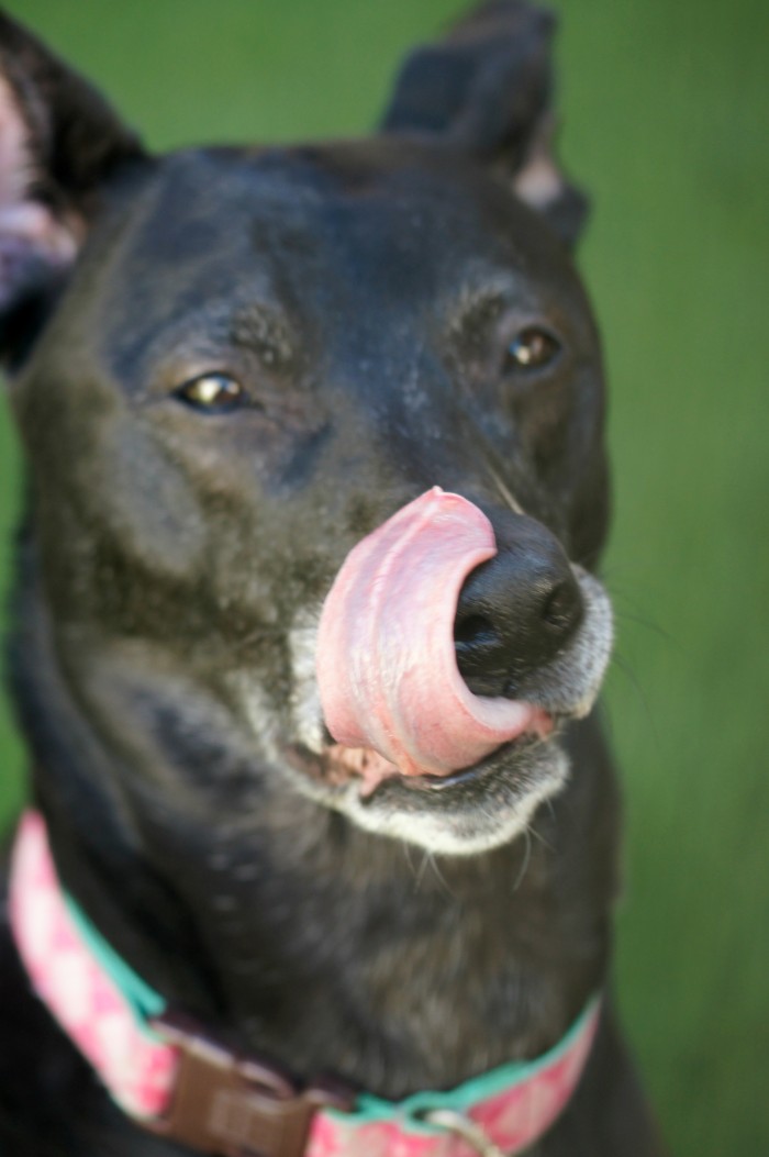 Bella Notte licking her chops after eating Beggin' Strips treats!