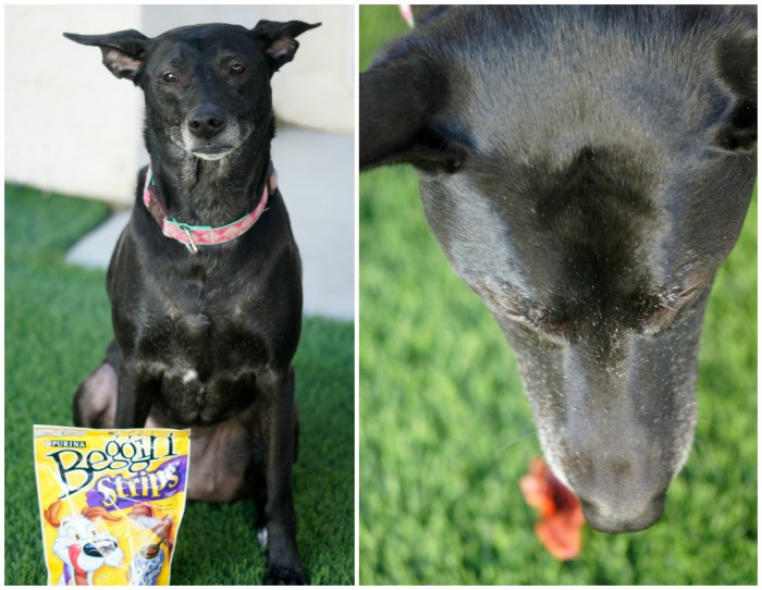 Bella Notte loves Beggin' Strips dog treats!