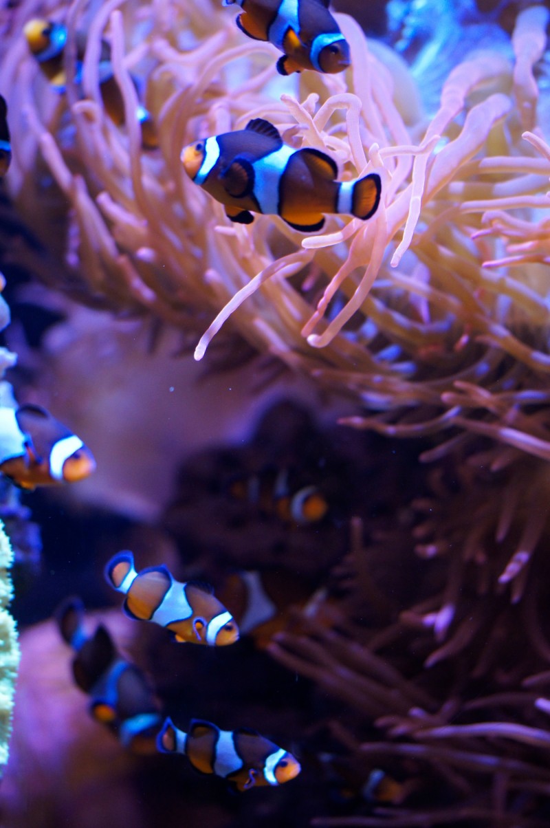 Clownfish at Monterey Bay Aquarium