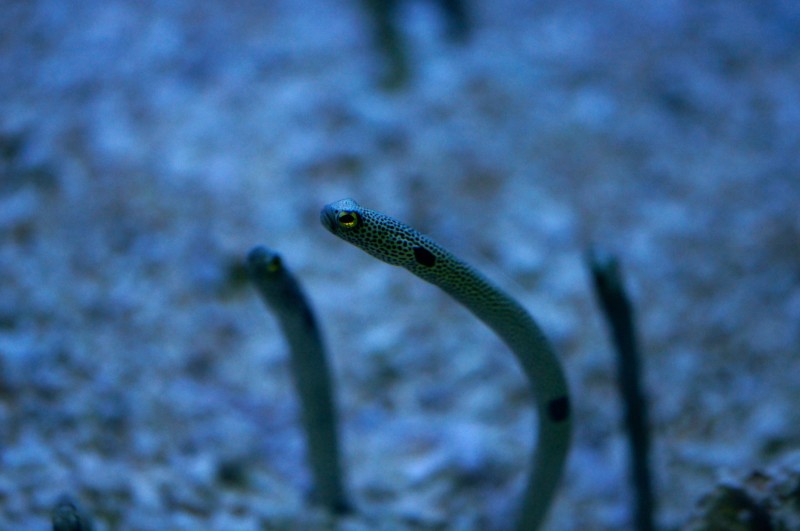 Grass Eels at Monterey Bay Aquarium