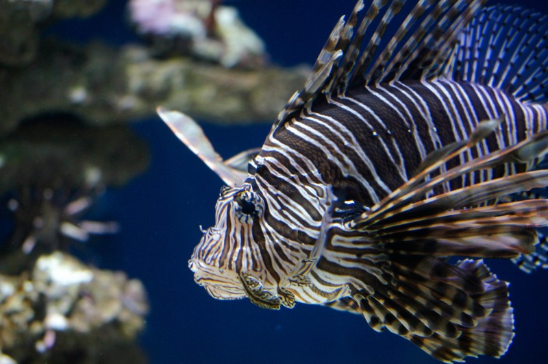 Lion Fish at Monterey Bay Aquarium