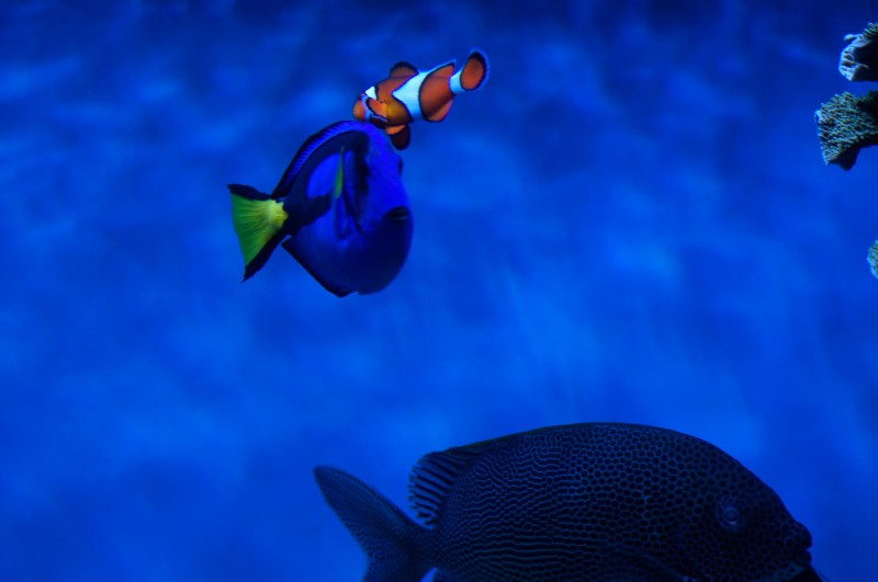 Nemo and Dory