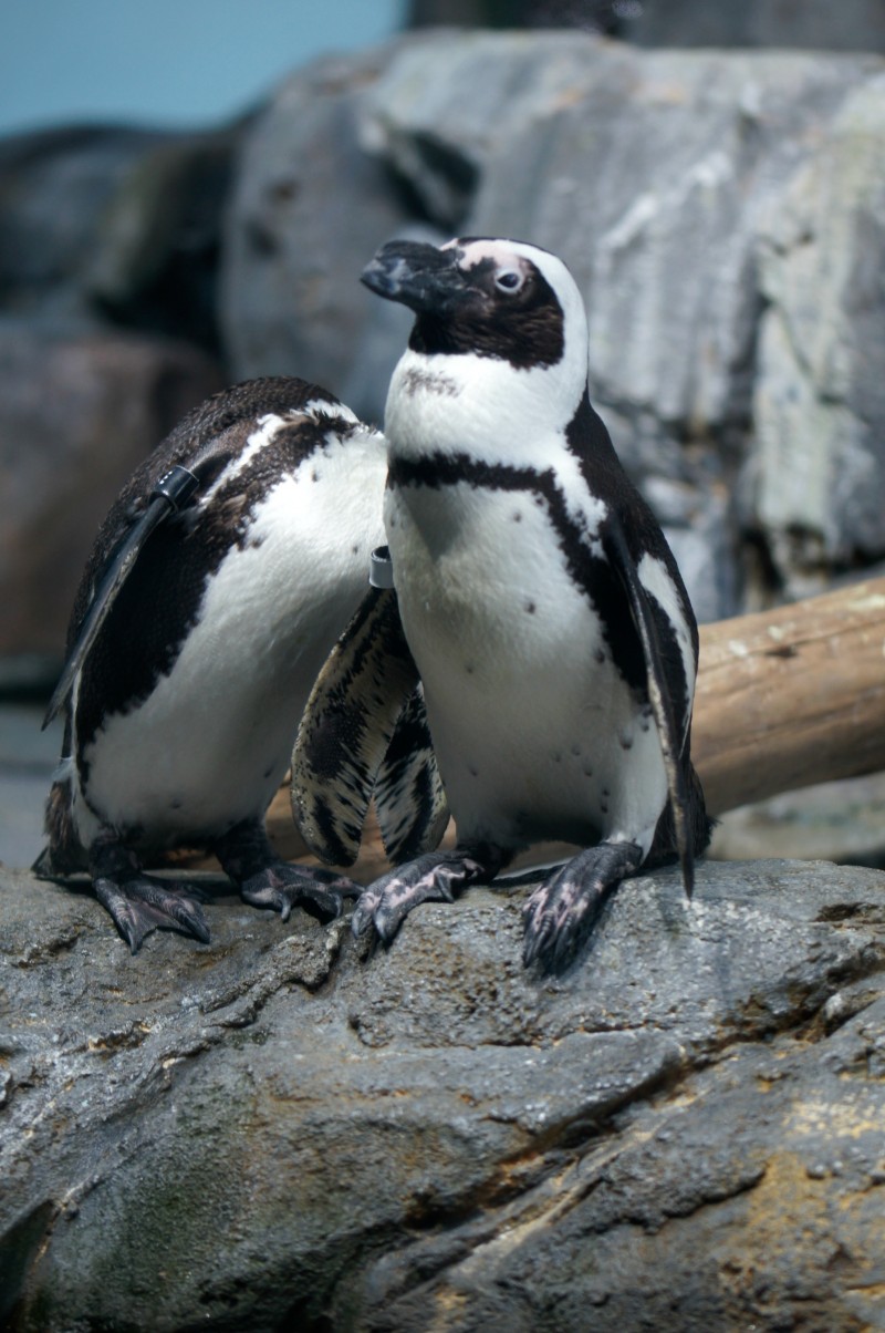 Penguins at Monterey Bay Aquarium