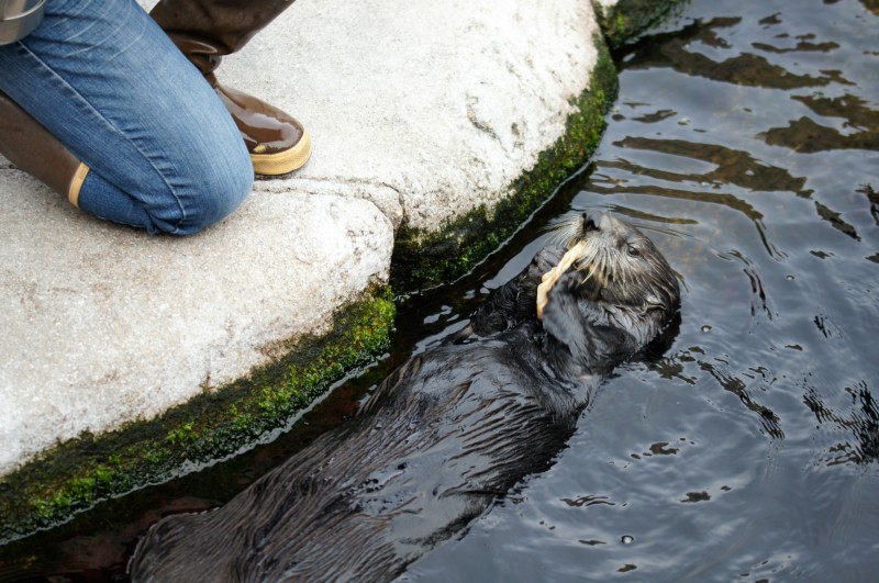 Sea Otter eating at Monterey Bay Aquarium