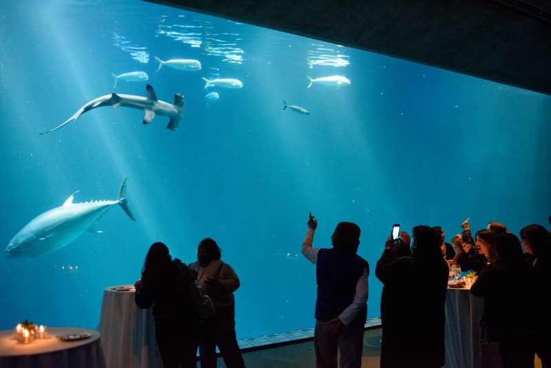 Finding Dory Long Lead Day international press and mommy bloggers at the Monterey Bay Aquarium in Monterey, CA. Photo by Marc Flores. ©2016 Disney•Pixar. All Rights Reserved.