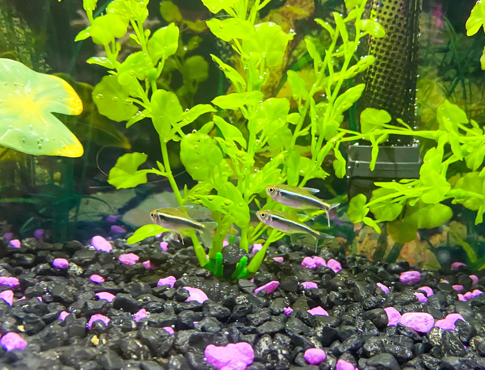 How to Start a Fish Tank for Your Family {Not Quite} Susie Homemaker