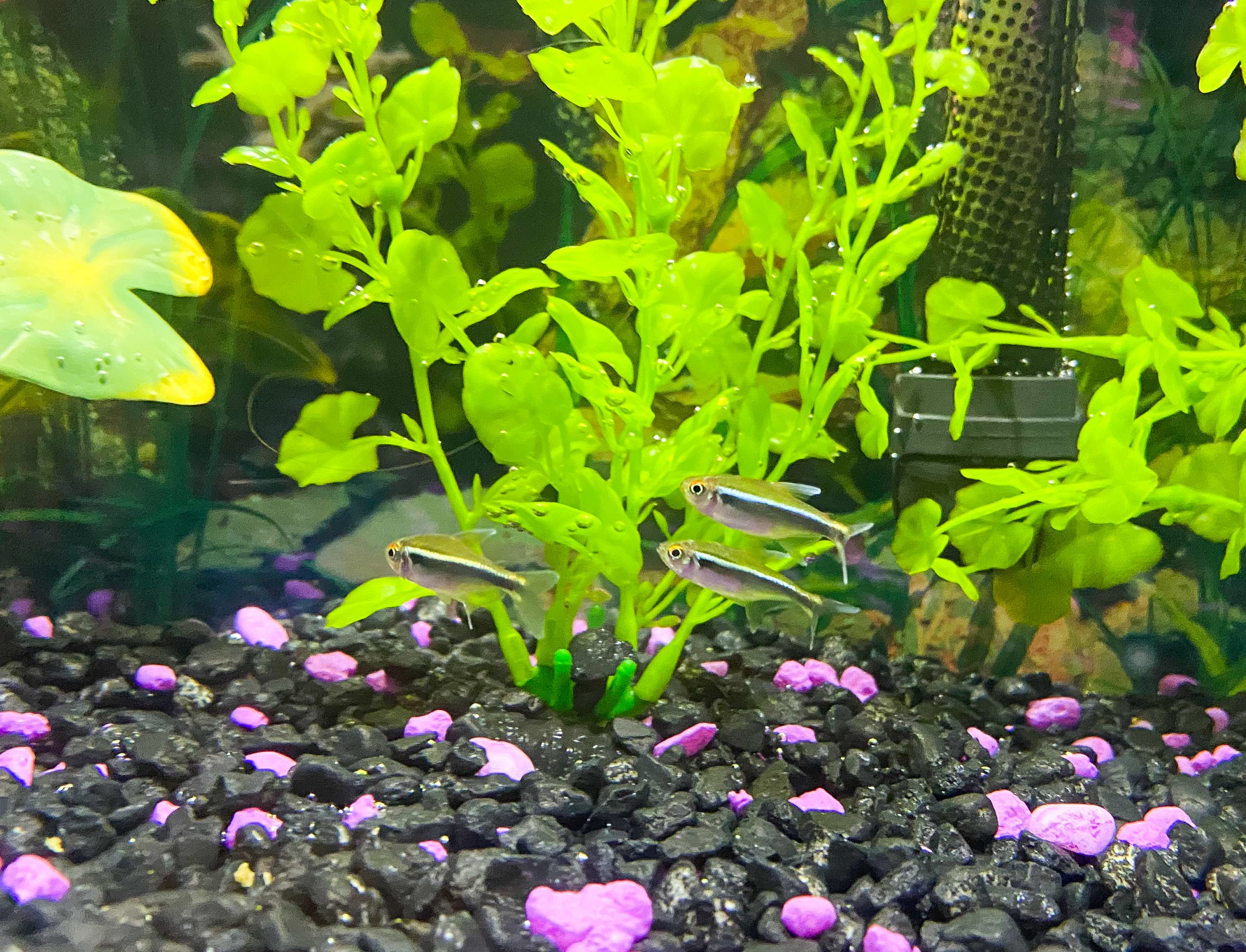 How to Start a Fish Tank for Your Family {Not Quite} Susie Homemaker